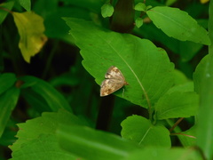 Loxostege sticticalis
