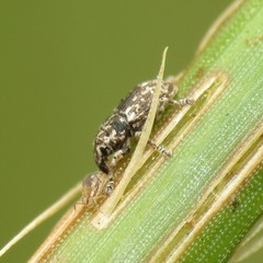 Notiodes punctatus