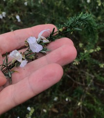 Conradina grandiflora image