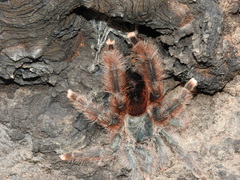 Avicularia avicularia