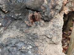 Avicularia avicularia