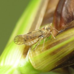 Nothodelphax consimilis