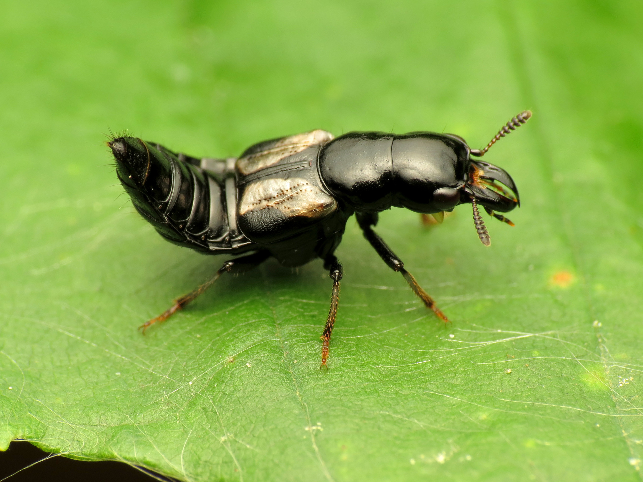 Rove Beetle