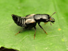 Rove Beetles - Photo (c) Katja Schulz, some rights reserved (CC BY)