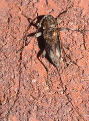 Lepturges angulatus