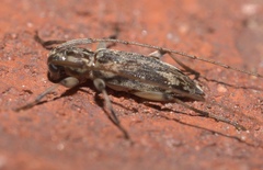 Lepturges angulatus