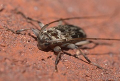 Lepturges angulatus