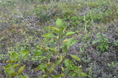 Alnus alnobetula fruticosa