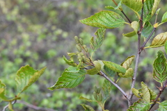 Alnus alnobetula fruticosa