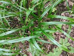 Diarrhena obovata