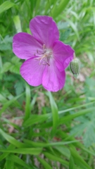 Geranium oreganum