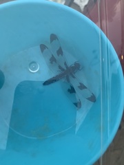 Plathemis lydia