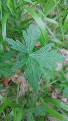 Geranium oreganum