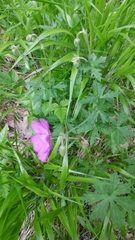 Geranium oreganum