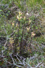 Pedicularis sceptrum-carolinum