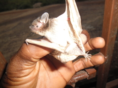 Pseudoromicia tenuipinnis