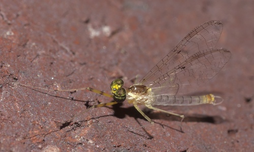 Candid Flat-headed Mayfly