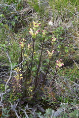 Pedicularis sceptrum-carolinum