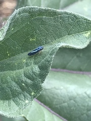 Graphocephala lugubris