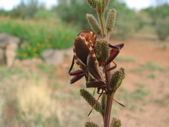 Mozena buenoi