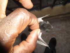 Pseudoromicia tenuipinnis