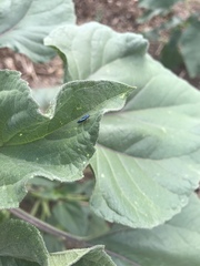 Graphocephala lugubris