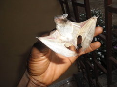 Pseudoromicia tenuipinnis