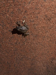 Pseudacris hypochondriaca