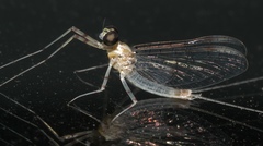 Maccaffertium terminatum terminatum
