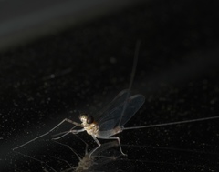 Maccaffertium terminatum terminatum