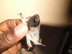 Pseudoromicia tenuipinnis