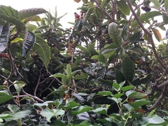 Eriobotrya japonica
