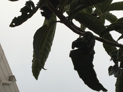 Eriobotrya japonica