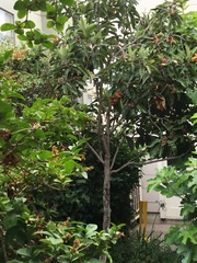 Eriobotrya japonica