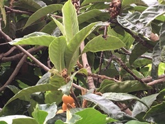 Eriobotrya japonica