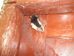 Pseudoromicia tenuipinnis