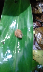 Anolis ventrimaculatus