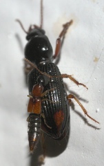 Homaeotarsus