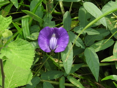 Centrosema brasilianum