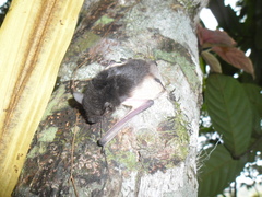 Pseudoromicia tenuipinnis