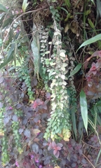 Sphyrospermum buxifolium