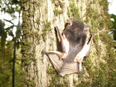 Pseudoromicia tenuipinnis