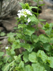 Cardamine cordifolia