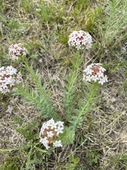 Stellera chamaejasme