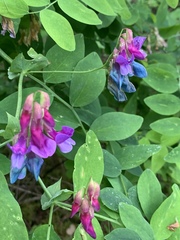 Lathyrus japonicus