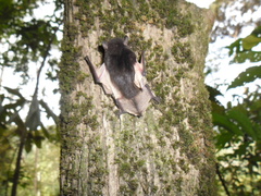 Pseudoromicia tenuipinnis