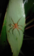 Anolis ventrimaculatus