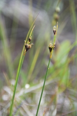 Juncus castaneus