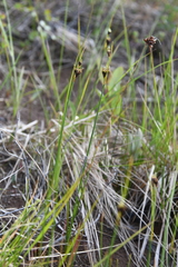 Juncus castaneus