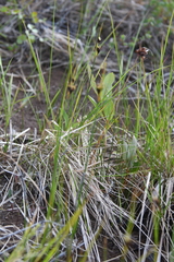 Juncus castaneus